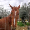 olafcres