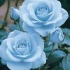 ivy_673408