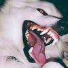 sallzt7yx.id
