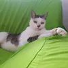 adrianadasilvamac38