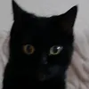mewokzimenta