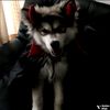 shushka64
