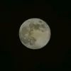 lazurin_filin_