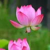 _tuyet19