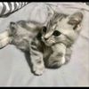 zianelta_28