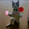 abdo_sahal