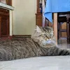 fluffydrapes