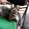 dyt2pjj5qfxa