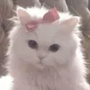 colas_spamacc