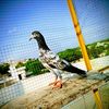 pigeonlovers624