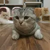 eric_sri