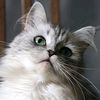 loujaien_nri1