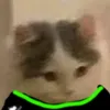 shiballwww