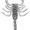 scorpion_king88888888