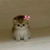 cffmadu