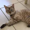 eindinkelchen