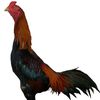 mbohspo589