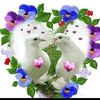 dys4arz1emd2