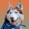 freezinghusky