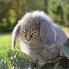 catlickeraenders