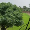 wajid6051