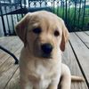 dogmax5733