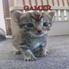 gamercatiscool