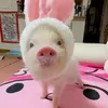 .nguyenannn12
