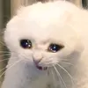 klnv_2k7