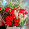 123ayesha22
