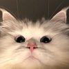 rmdhny_tiya
