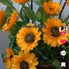 boynon_0