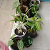 cecesusan6