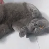 1dyqarwrmspaw