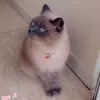 ambercat.11
