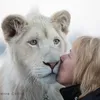 Tigres et Lions en Normandie