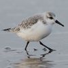 smollsanderling