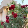 al_mallk1