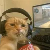 gatitoautist