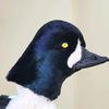 eternalflighttaxidermy