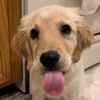 thegreatadventuresofgus