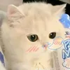 ily_an28