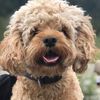 taffy_the_cockapoo