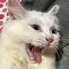 belledpepper