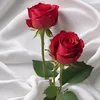 nazha3050