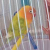 abdoualam1
