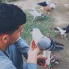 pigeon_love2025