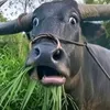 wuyhuow_6