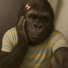 usedfie729djdjfeissfja