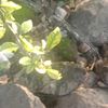 kyl_wnd